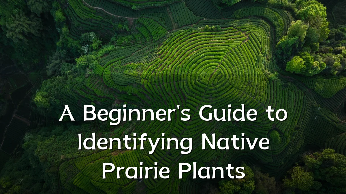 A Beginner's Guide to Identifying Native Prairie Plants