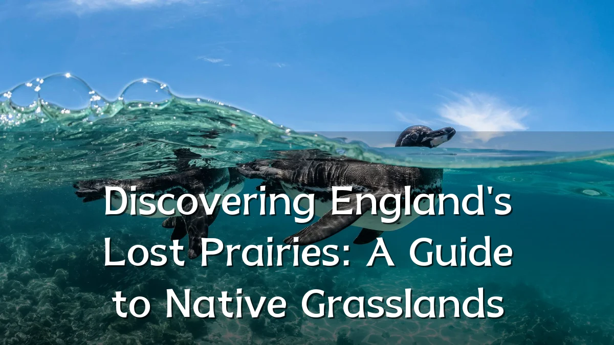 Discovering England's Lost Prairies: A Guide to Native Grasslands
