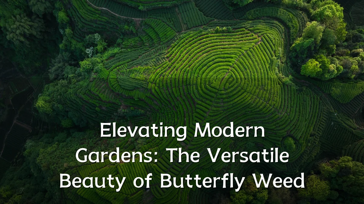 Elevating Modern Gardens: The Versatile Beauty of Butterfly Weed