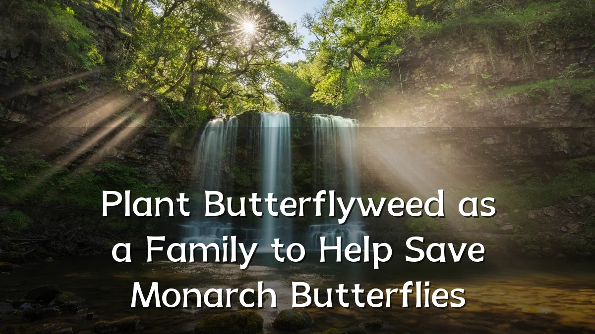 Plant Butterflyweed as a Family to Help Save Monarch Butterflies