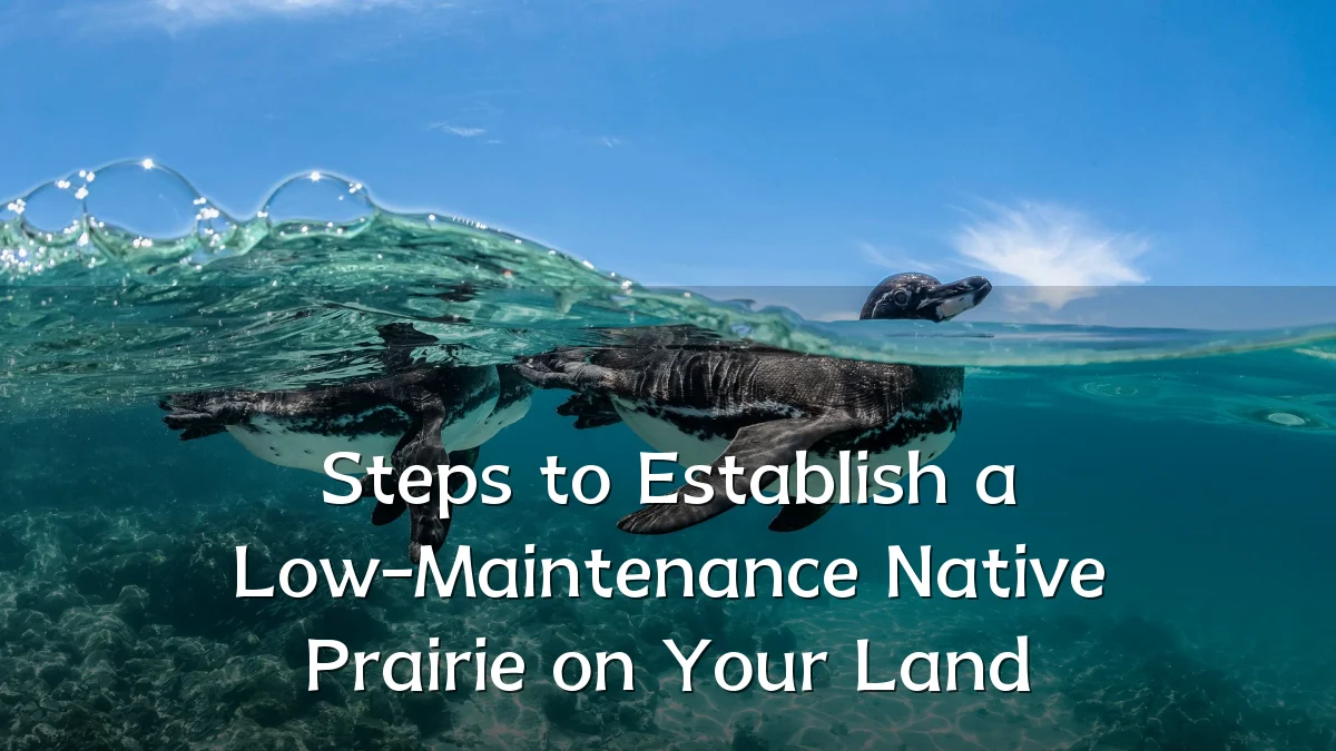 Steps to Establish a Low-Maintenance Native Prairie on Your Land