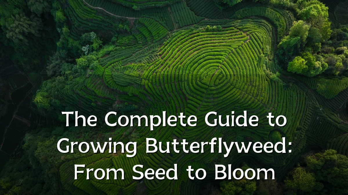 The Complete Guide to Growing Butterflyweed: From Seed to Bloom
