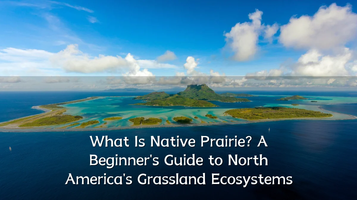 What Is Native Prairie? A Beginner's Guide to North America's Grassland Ecosystems