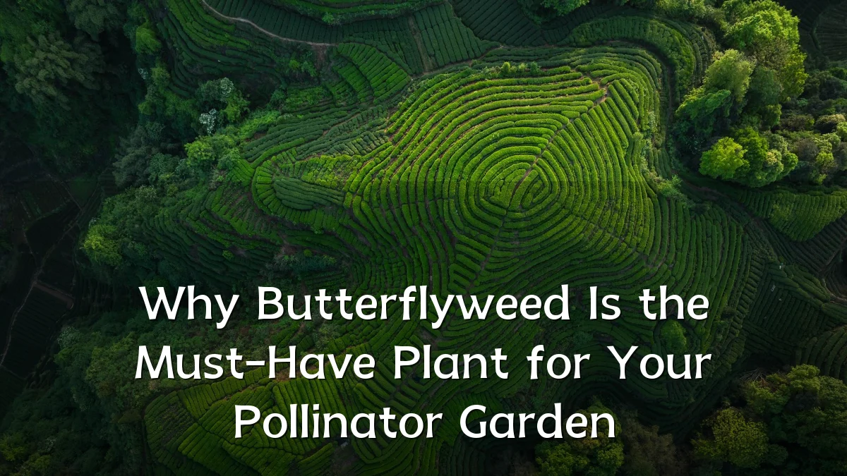 Why Butterflyweed Is the Must-Have Plant for Your Pollinator Garden