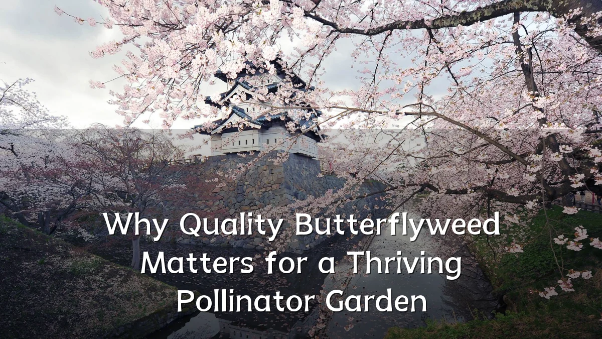 Why Quality Butterflyweed Matters for a Thriving Pollinator Garden