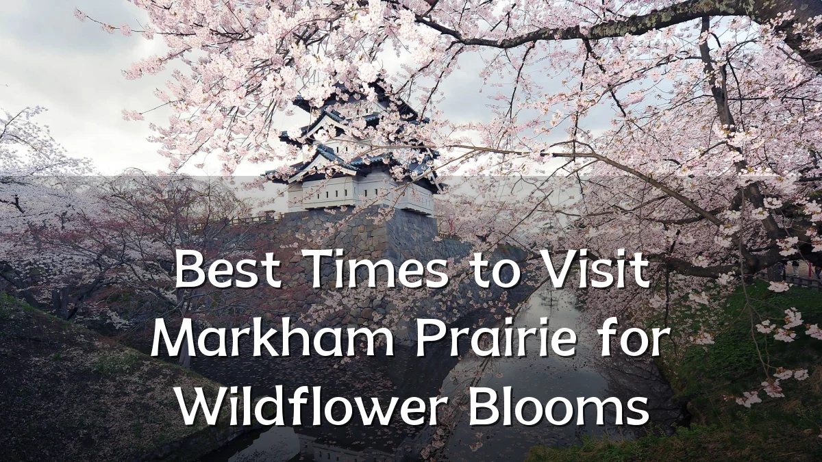 Best Times to Visit Markham Prairie for Wildflower Blooms