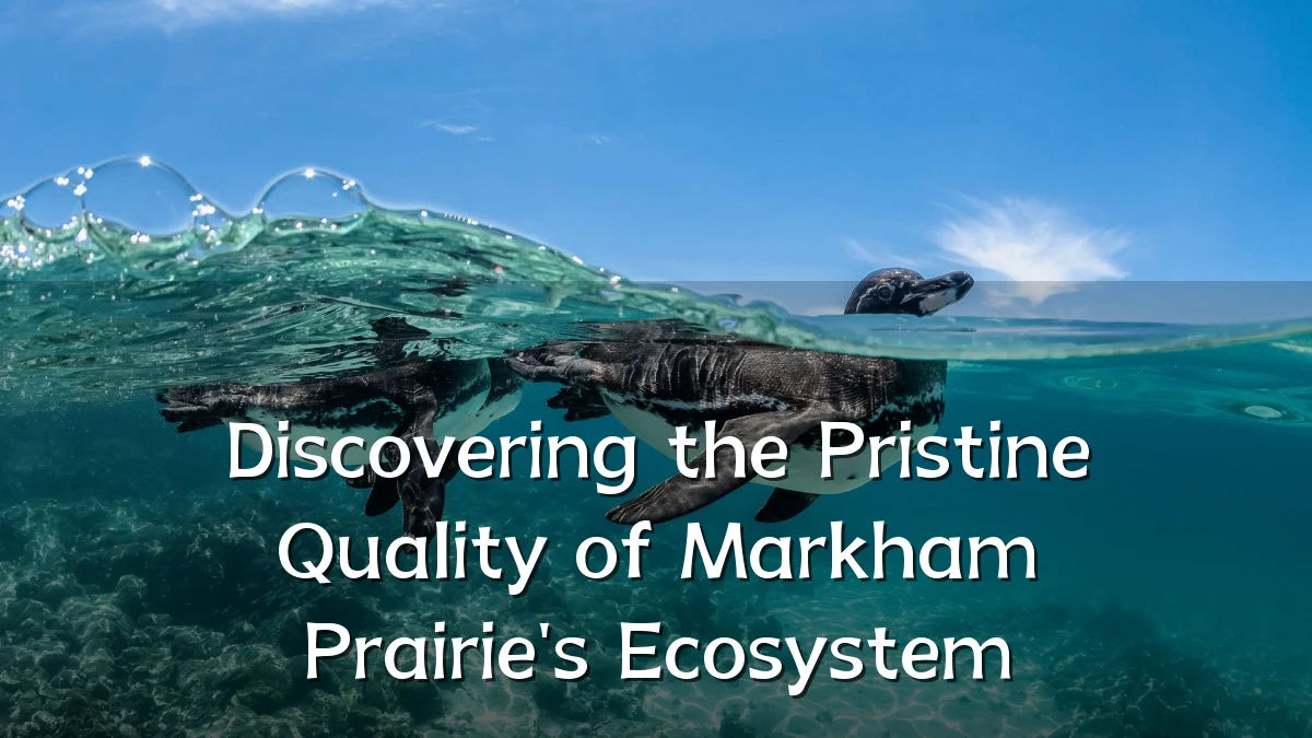 Discovering the Pristine Quality of Markham Prairie's Ecosystem