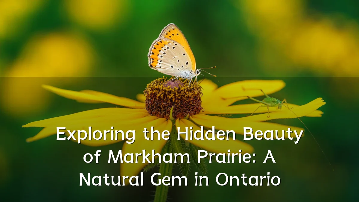Exploring the Hidden Beauty of Markham Prairie: A Natural Gem in Ontario