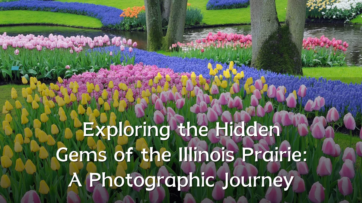 Exploring the Hidden Gems of the Illinois Prairie: A Photographic Journey