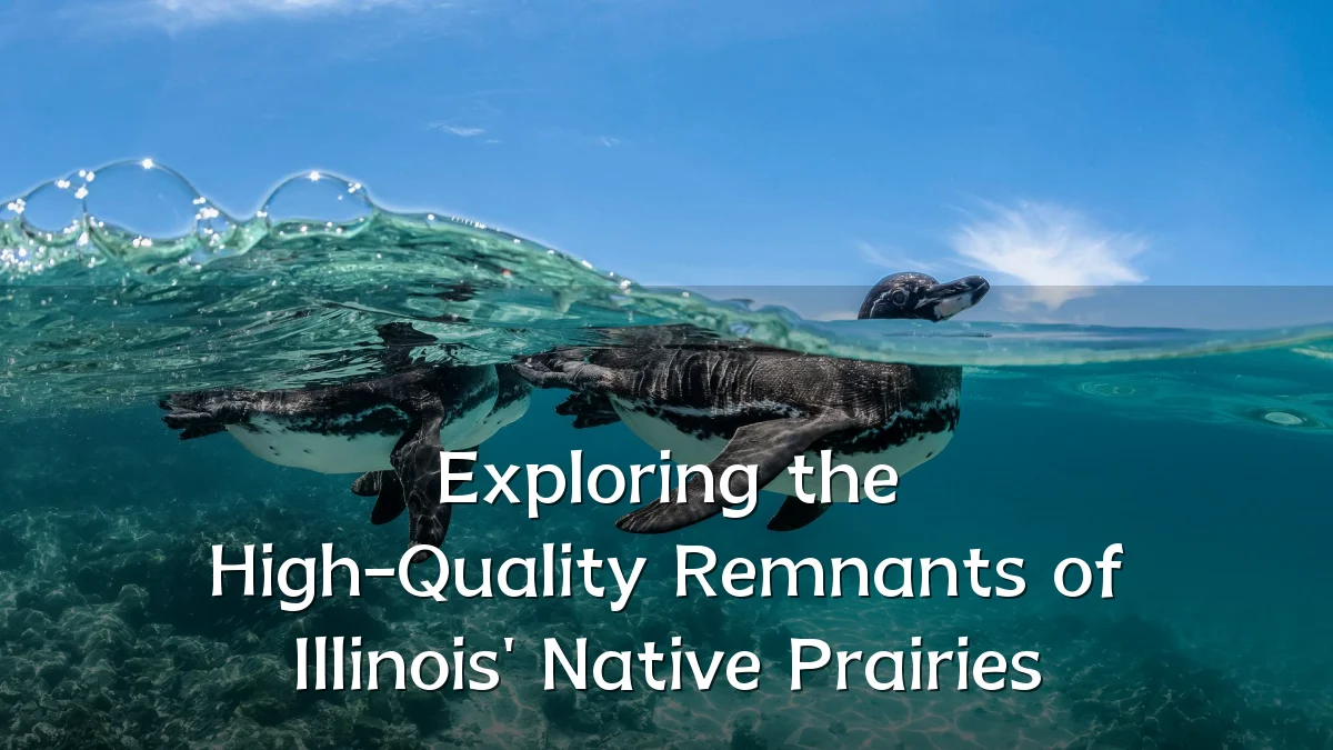 Exploring the High-Quality Remnants of Illinois' Native Prairies