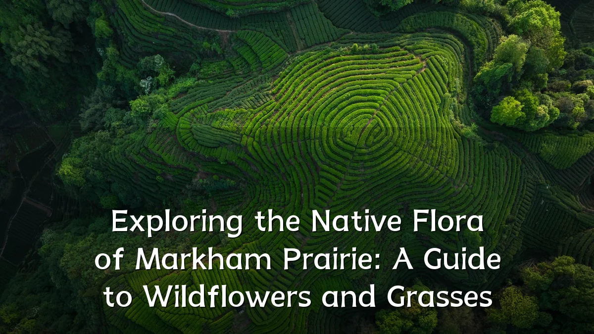 Exploring the Native Flora of Markham Prairie: A Guide to Wildflowers and Grasses