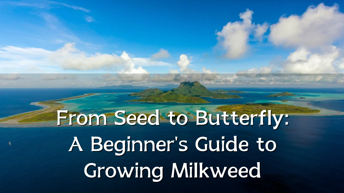 From Seed to Butterfly: A Beginner's Guide to Growing Milkweed