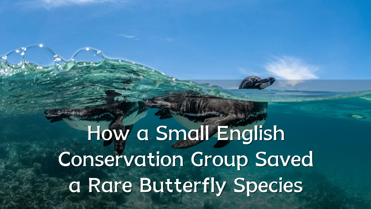 How a Small English Conservation Group Saved a Rare Butterfly Species