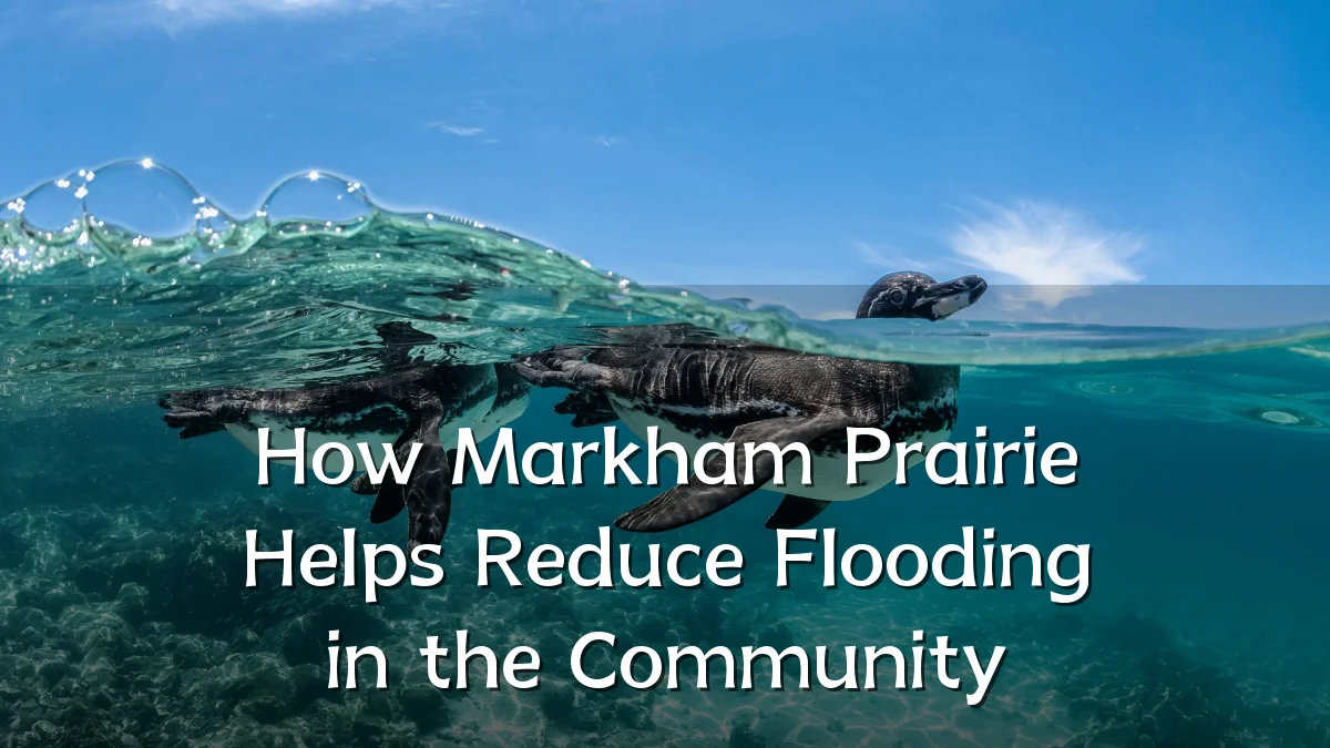 How Markham Prairie Helps Reduce Flooding in the Community