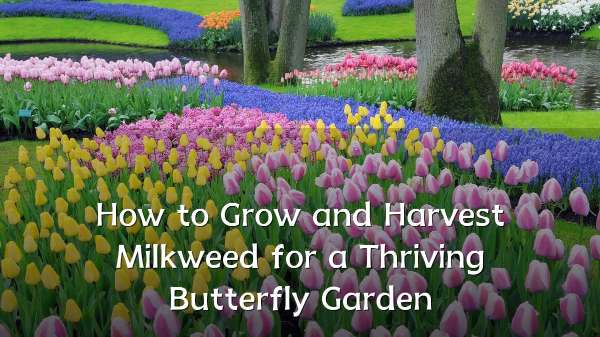 How to Grow and Harvest Milkweed for a Thriving Butterfly Garden