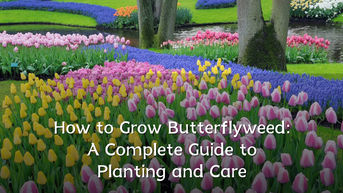 How to Grow Butterflyweed: A Complete Guide to Planting and Care