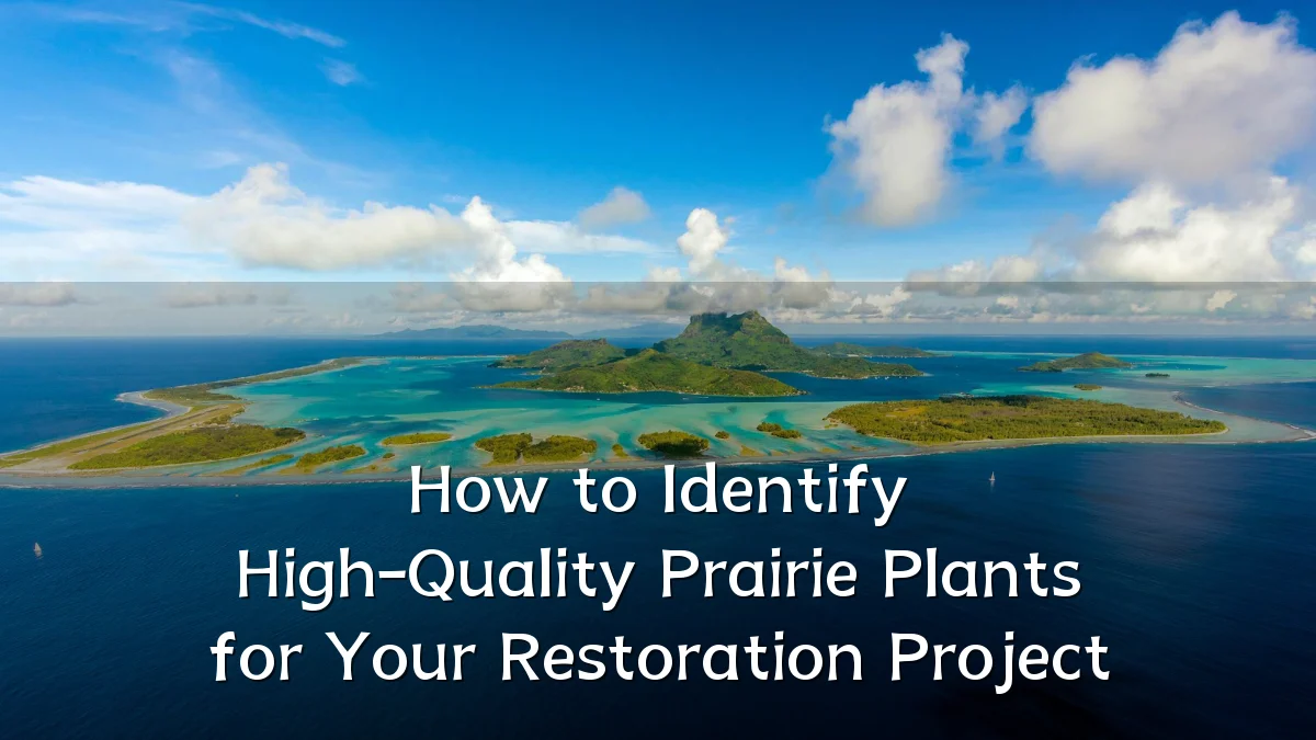 How to Identify High-Quality Prairie Plants for Your Restoration Project