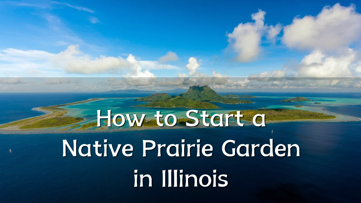 How to Start a Native Prairie Garden in Illinois