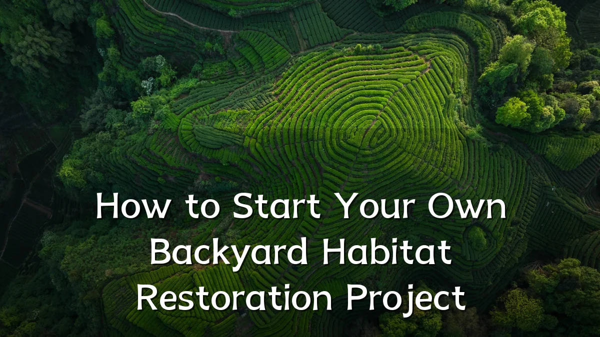 How to Start Your Own Backyard Habitat Restoration Project