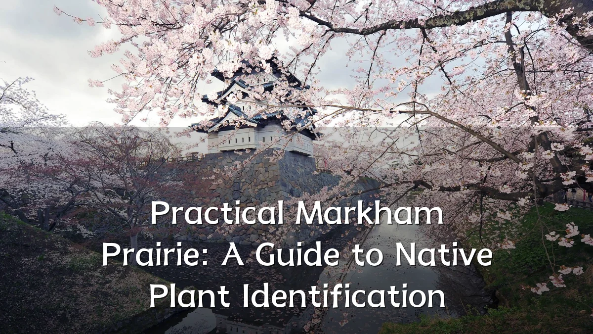 Practical Markham Prairie: A Guide to Native Plant Identification