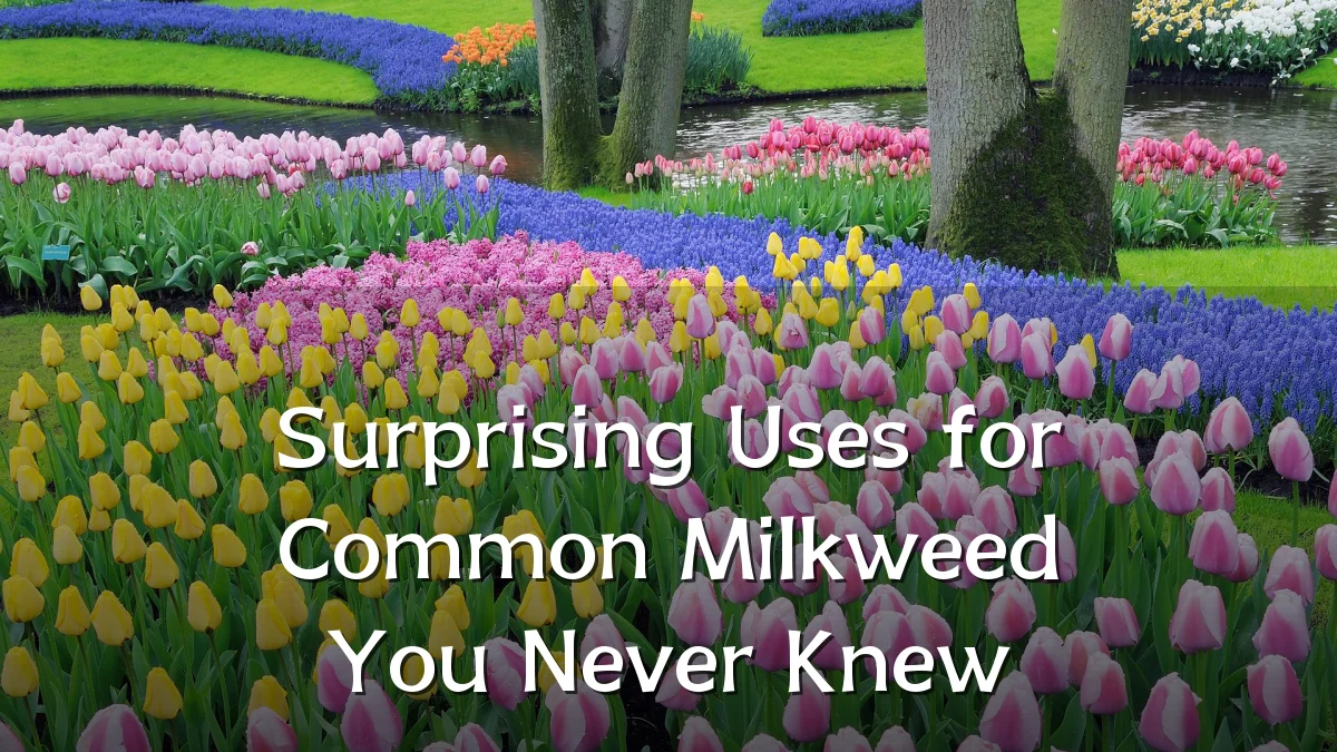 Surprising Uses for Common Milkweed You Never Knew