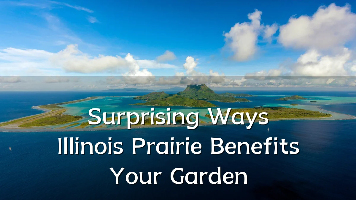 Surprising Ways Illinois Prairie Benefits Your Garden