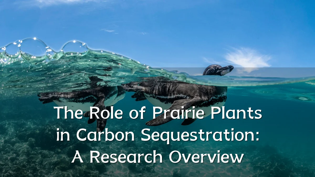 The Role of Prairie Plants in Carbon Sequestration: A Research Overview