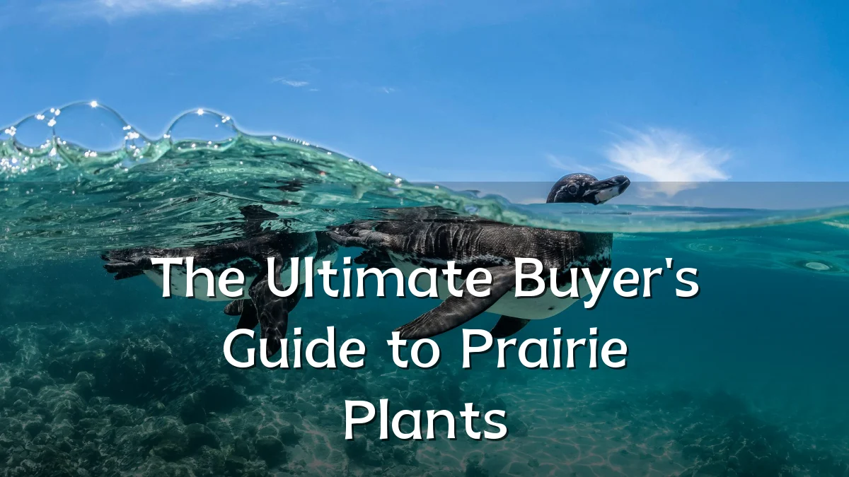The Ultimate Buyer's Guide to Prairie Plants