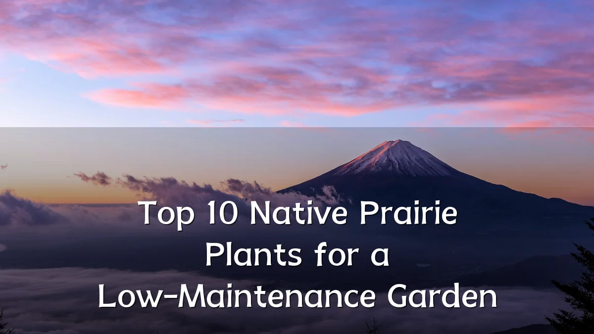 Top 10 Native Prairie Plants for a Low-Maintenance Garden