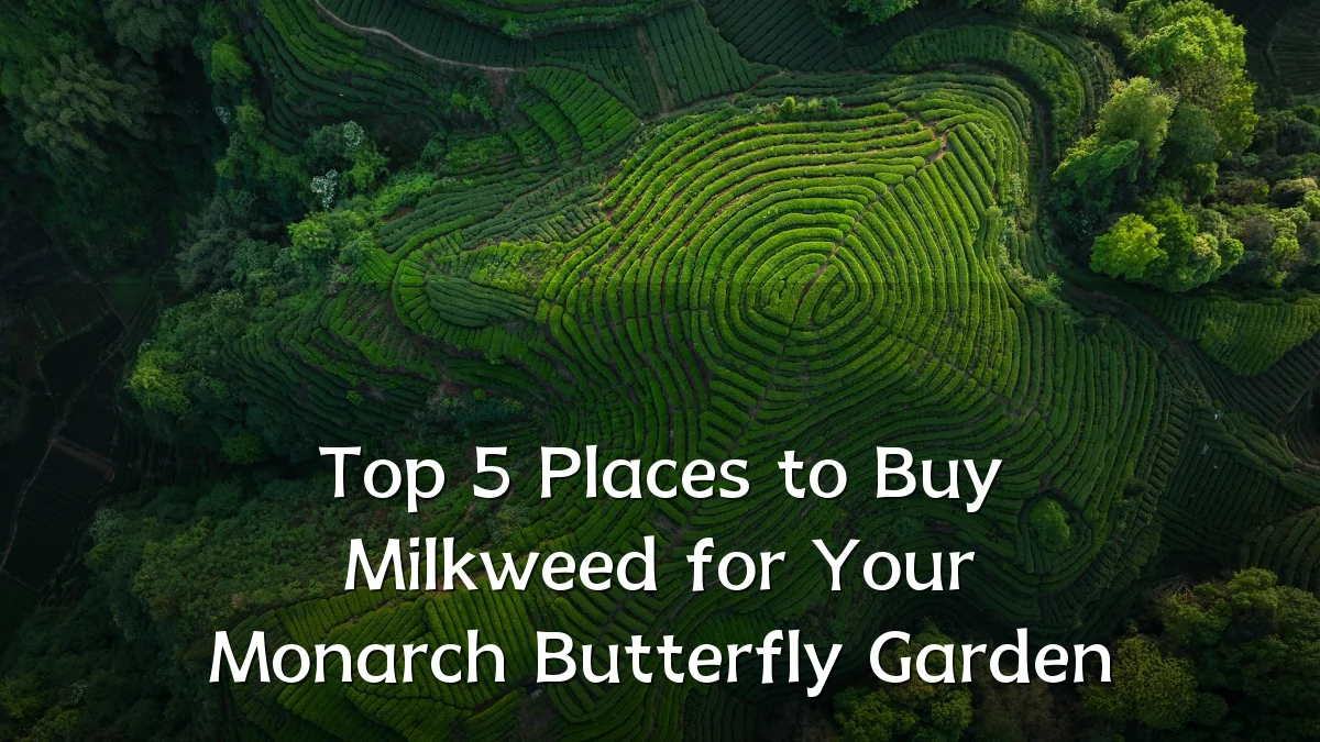 Top 5 Places to Buy Milkweed for Your Monarch Butterfly Garden