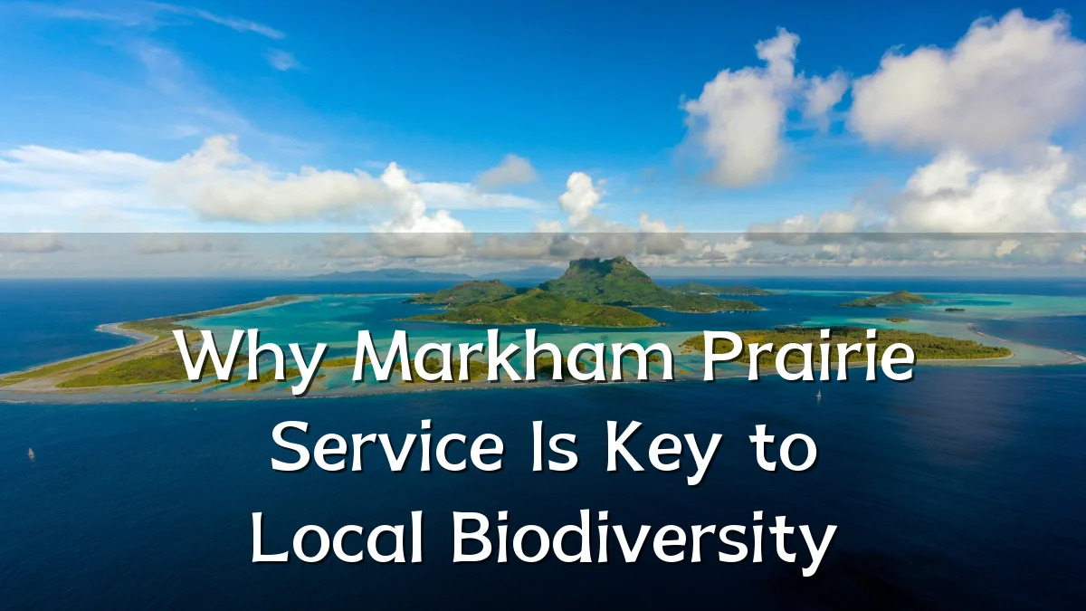 Why Markham Prairie Service Is Key to Local Biodiversity
