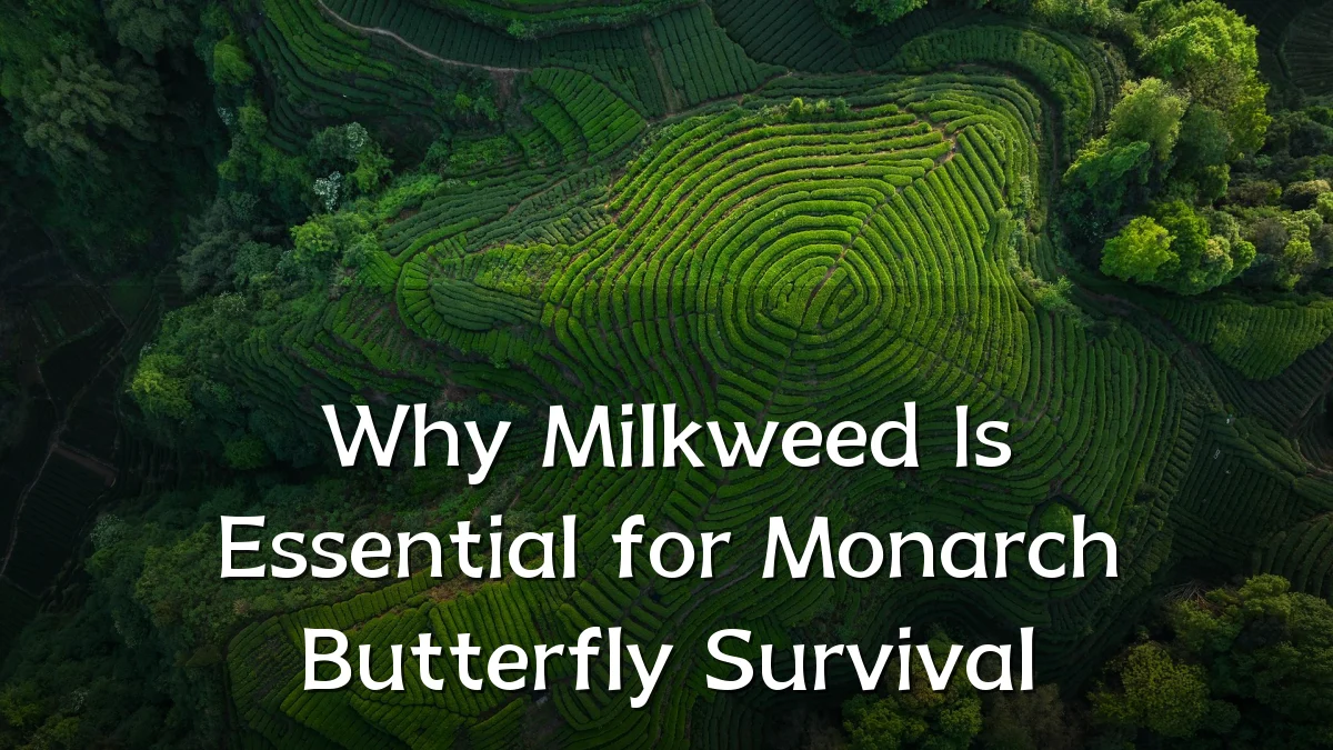 Why Milkweed Is Essential for Monarch Butterfly Survival