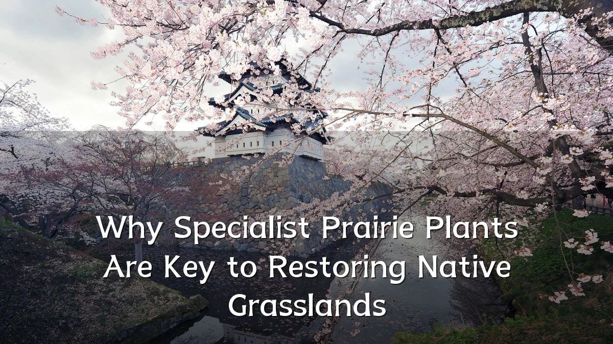 Why Specialist Prairie Plants Are Key to Restoring Native Grasslands